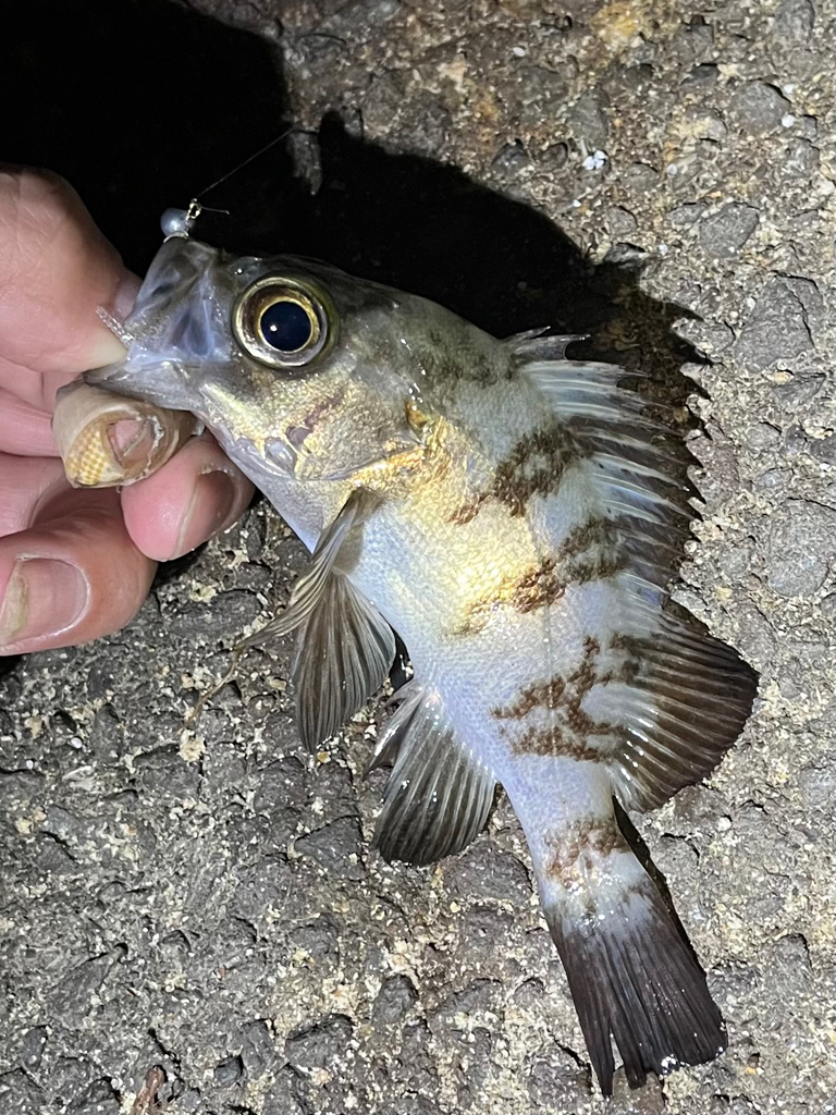 アジはどこへ!?