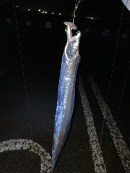 シーバスを求めて