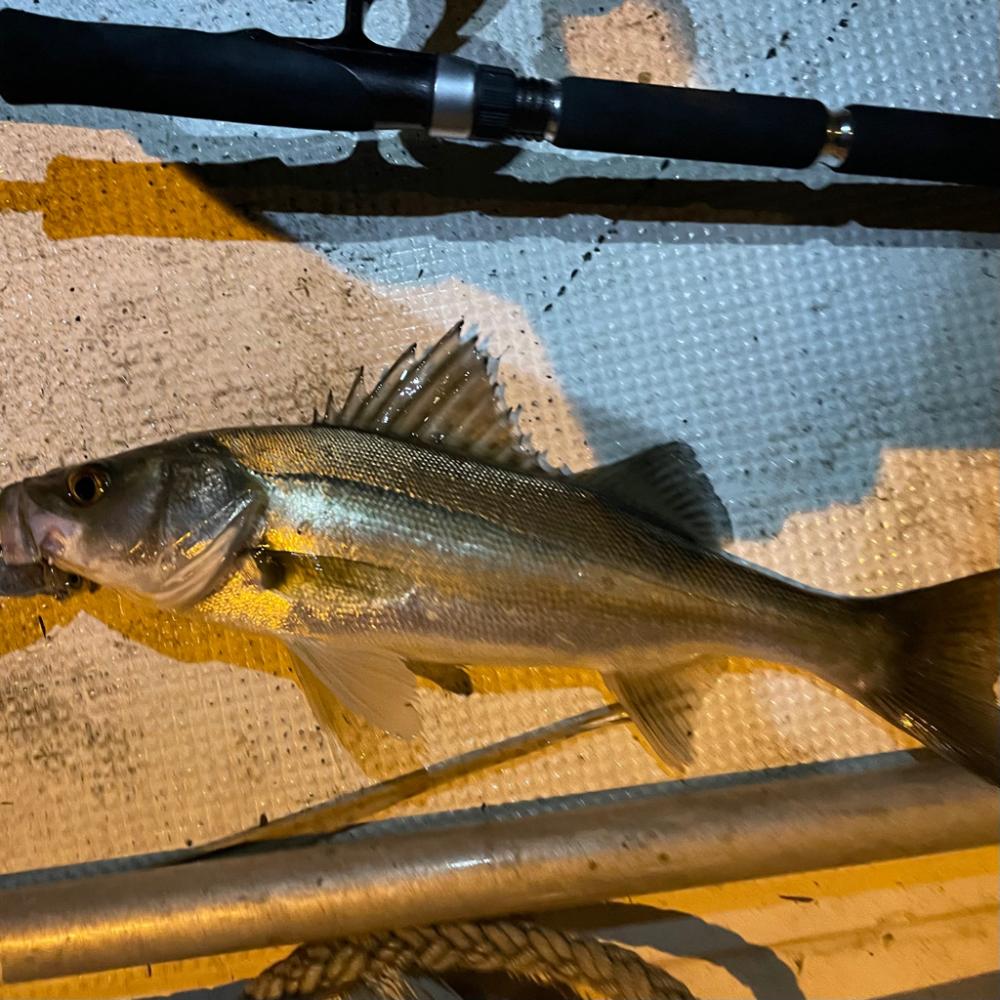 ボートシーバス