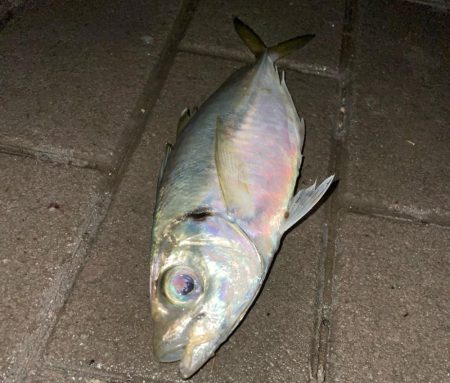 12時間釣行するも・・・。