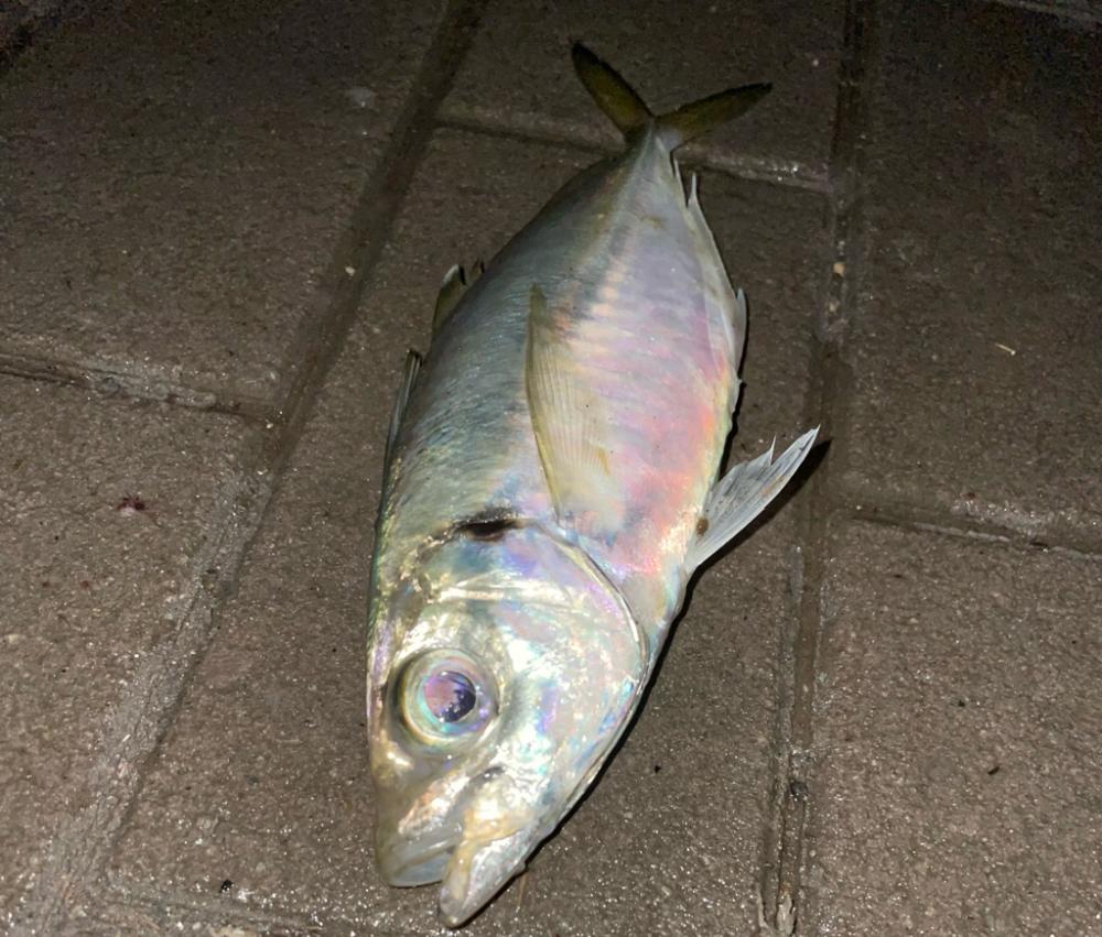 12時間釣行するも・・・。