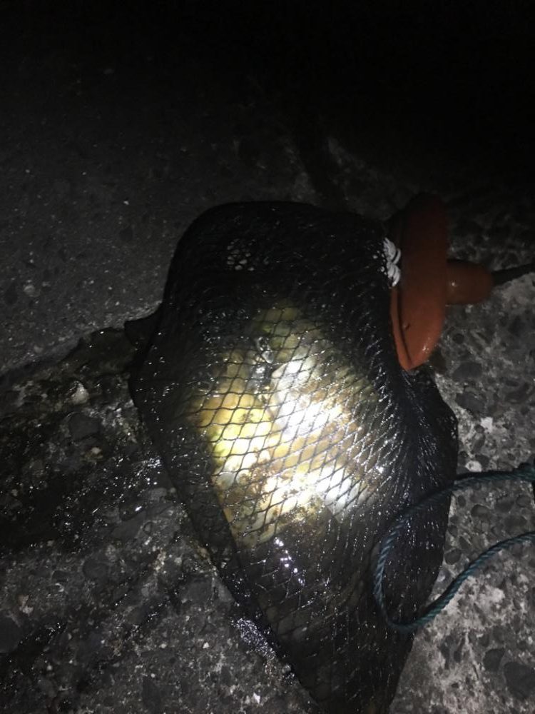 食べ頃サイズアオリイカ！