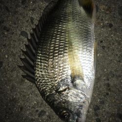 久々の浮き釣り