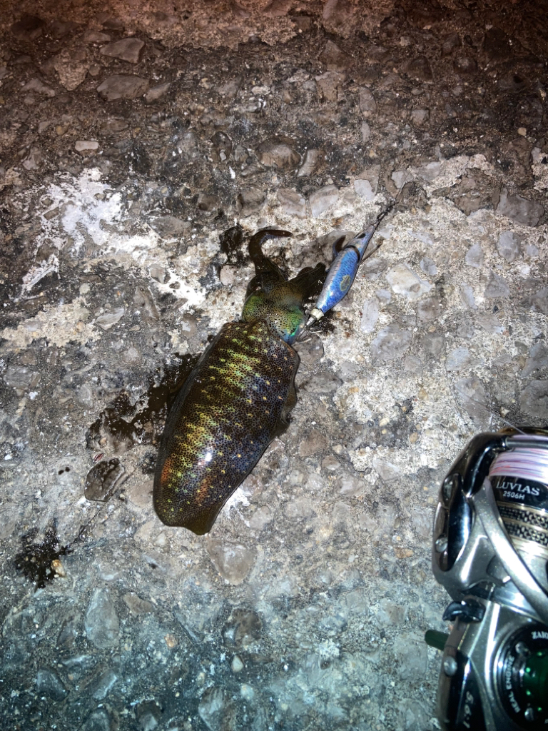 エギング不発後アジング