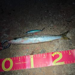 100均ルアーでまさかのカマス