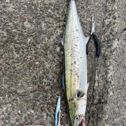 ショアジギ2時間