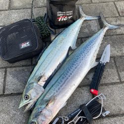 ドルフィンドリーム。青牙マルチ。。