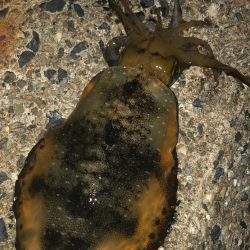 シャローに幸ありpart 2