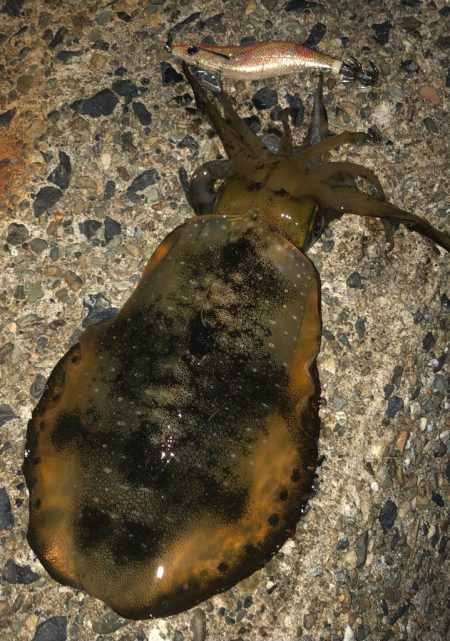 シャローに幸ありpart 2