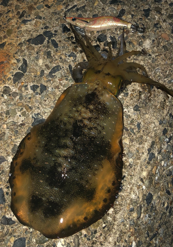 シャローに幸ありpart 2