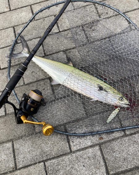 青牙カッター喰らうも。青牙リベンジ55cm…