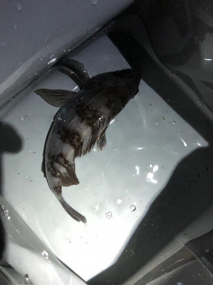 満月大潮アジング