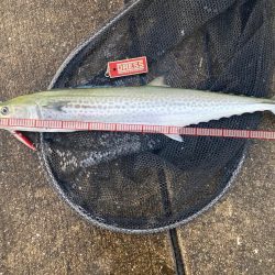 短い時合いでサゴシ君