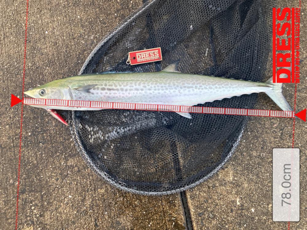 短い時合いでサゴシ君