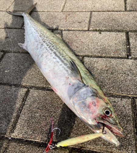 雨と強風爆風な湾奥コスモ。青牙55cm。。…