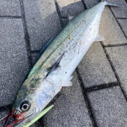 四度目の正直。寒サゴシ55cm。。