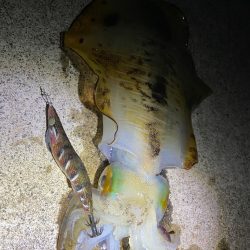 久しぶりの投稿ス