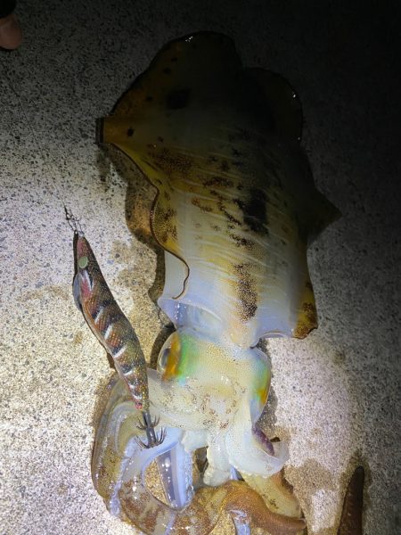 久しぶりの投稿ス