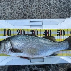 南予でカゴ釣り