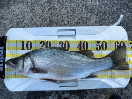 南予でカゴ釣り