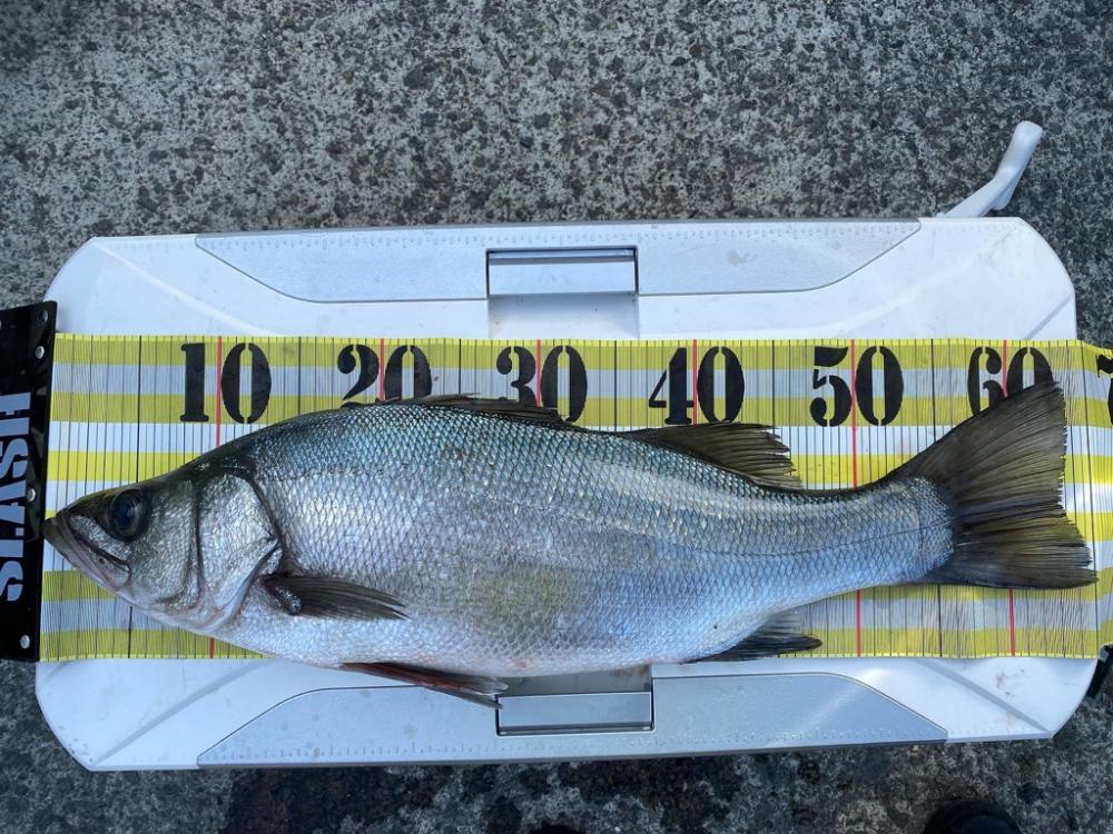 南予でカゴ釣り