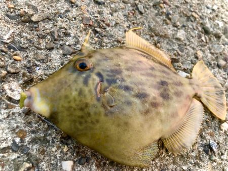 ジャックアイヒラリンでハギングにゃ！