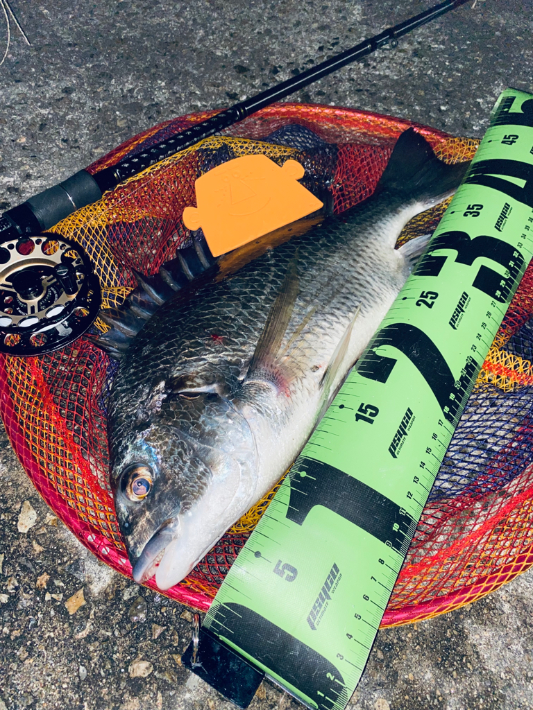 ヘチってきました