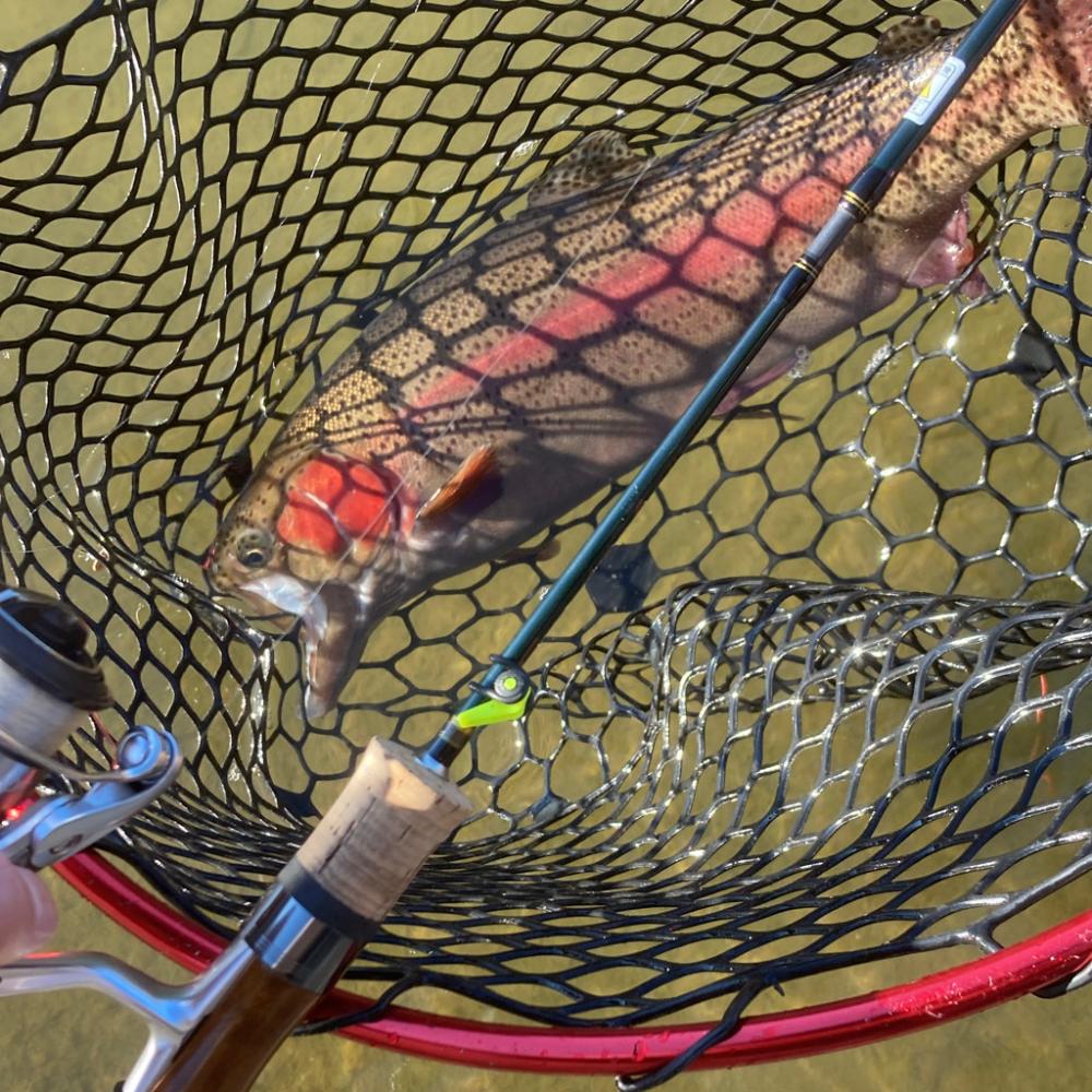 庄原でトラウトした!