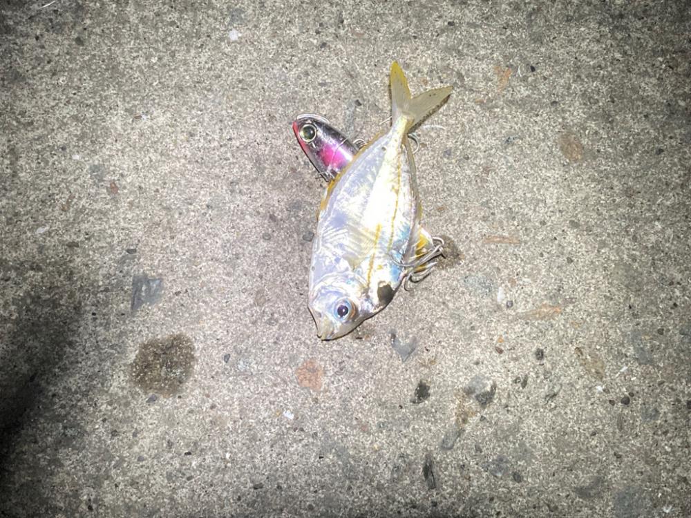 夜釣り