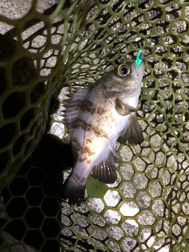 雨のメバリング