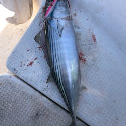 どうにか釣れました🐟