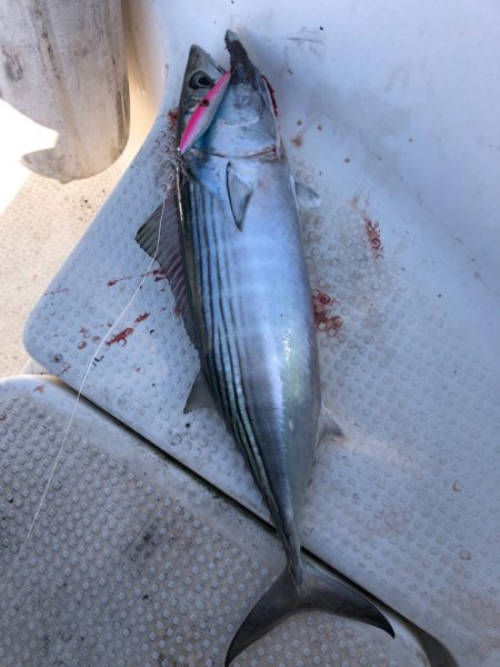 どうにか釣れました🐟