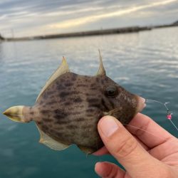 カワハギ♪カワハギ♪