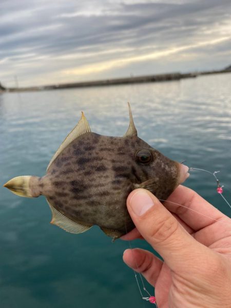 カワハギ♪カワハギ♪