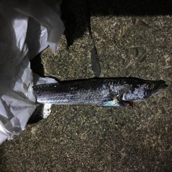 イカ釣りのはずが太刀魚！