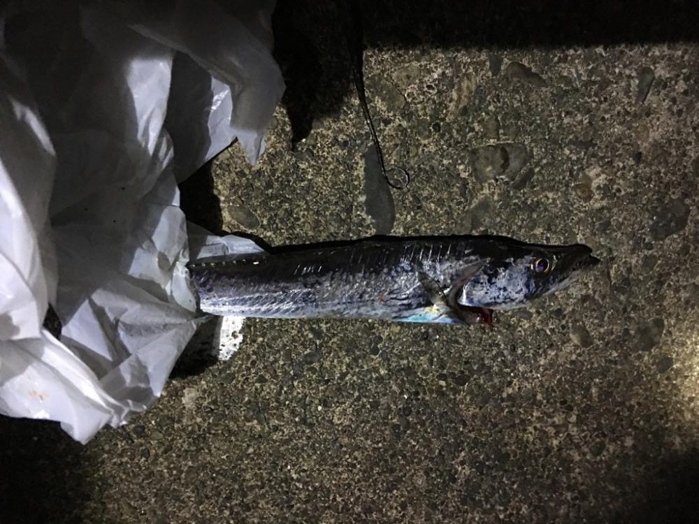 イカ釣りのはずが太刀魚!