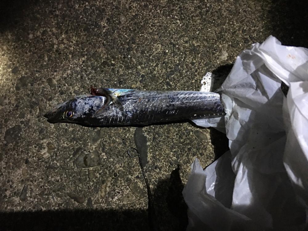 イカ釣りのはずが太刀魚！