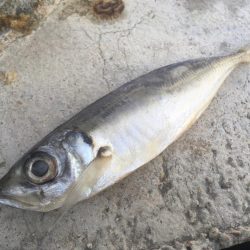 青物狙いと五目釣り