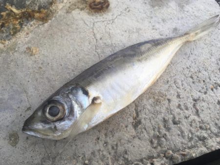 青物狙いと五目釣り