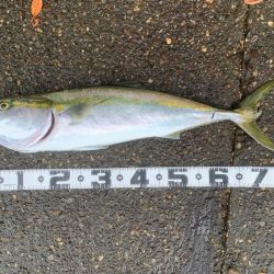 雨の中、出撃でメジロ！