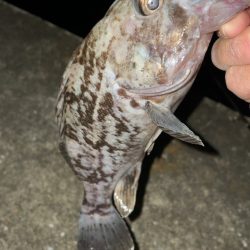 アジングで五目達成！