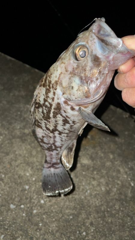 アジングで五目達成！