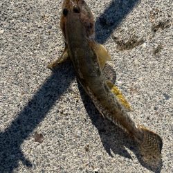 四日市ライトゲーム