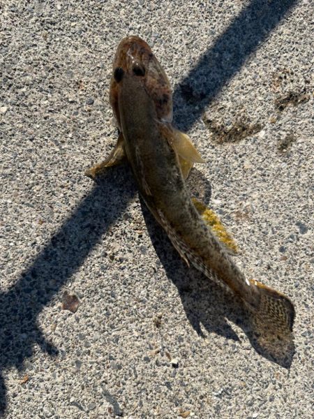 四日市ライトゲーム