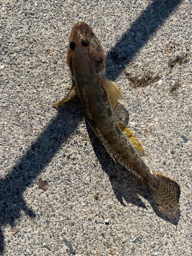 四日市ライトゲーム