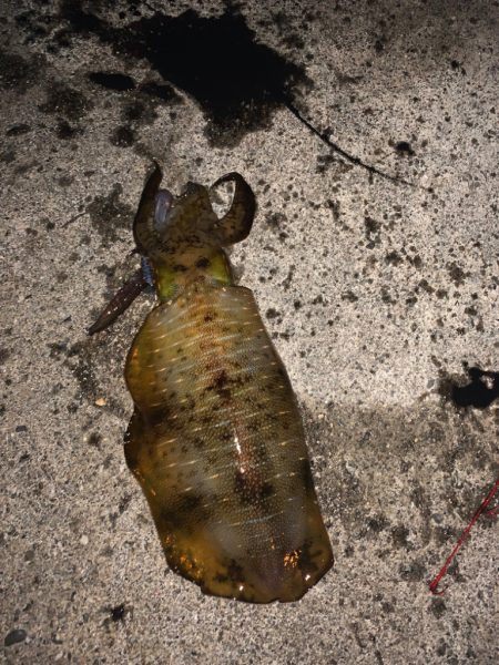 アオリイカ釣り