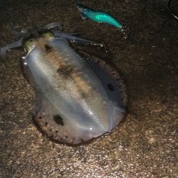 朝まづめ狙いで……