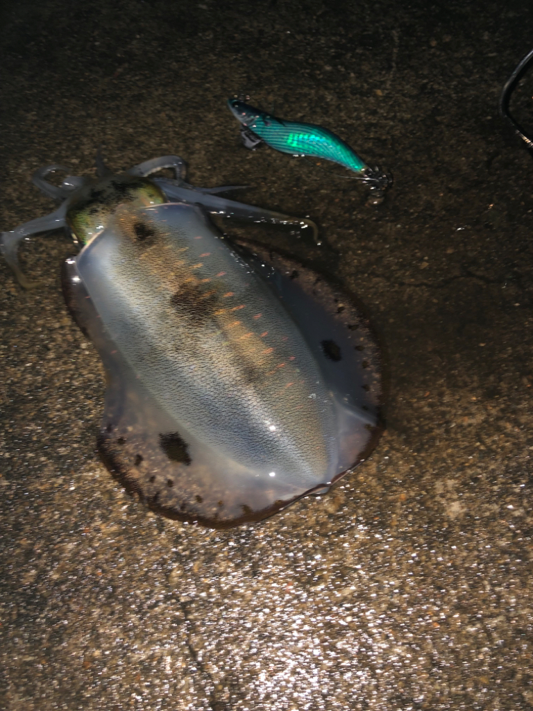 朝まづめ狙いで……