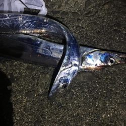 太刀魚大きくなってきた！