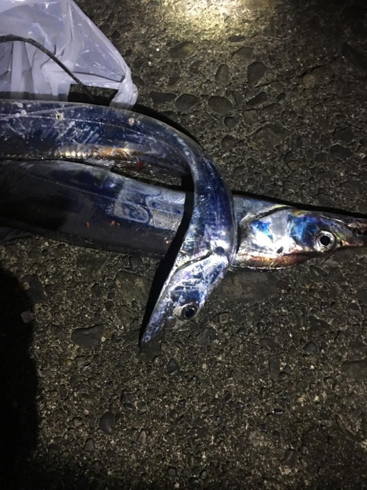 太刀魚大きくなってきた！